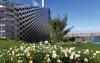 Meadow with marguerite in front of an industrial building